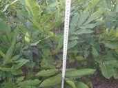 Щеплені саджанці горіха пекан та живці для прививки Щеплені саджанці горіха пекан та живці для прививки - VDALA.PRO - 1