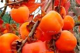 Саджанці та живці для щепленя хурми - VDALA.PRO