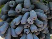 Сортові живці винограда для вкоріненя Сортові живці винограда для вкоріненя - VDALA.PRO - 1