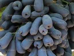 Сортові живці винограда для вкоріненя - VDALA.PRO