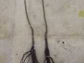 Куплю саджанці волського горіха Куплю саджанці волського горіха - VDALA.PRO - 1