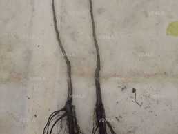 Куплю саджанці волського горіха - VDALA.PRO