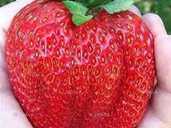 Полуниця сорту Цунакі розсада - VDALA.PRO - 1