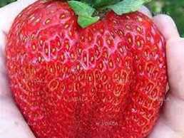 Полуниця сорту Цунакі розсада - VDALA.PRO