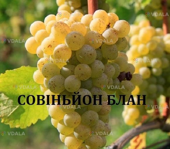 Черенки винограду технічних(винних)сортів - VDALA.PRO