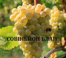 Черенки винограду технічних(винних)сортів - VDALA.PRO