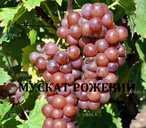 Черенки винограду технічних(винних)сортів - VDALA.PRO - 2