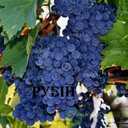 Черенки винограду технічних(винних)сортів - VDALA.PRO - 3