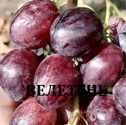 Черенки винограду столових сортів - VDALA.PRO