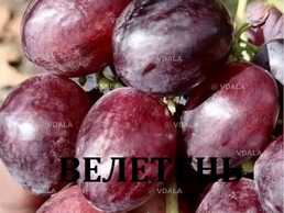 Черенки винограду столових сортів - VDALA.PRO