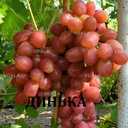 Черенки винограду столових сортів - VDALA.PRO - 2