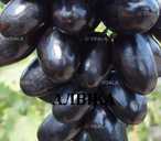 Черенки винограду столових сортів - VDALA.PRO - 3