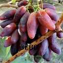 Черенки винограду столових сортів - VDALA.PRO - 4