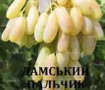 Черенки винограду столових сортів - VDALA.PRO - 5