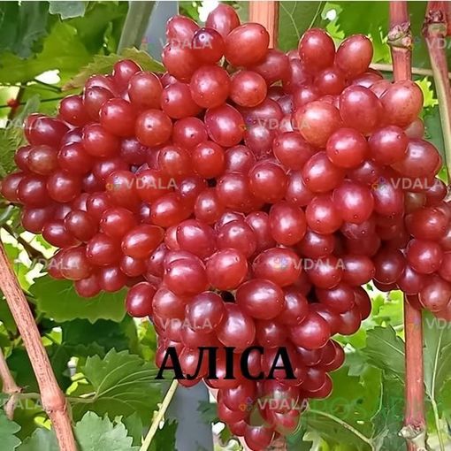 Черенки винограду кишмиш - VDALA.PRO