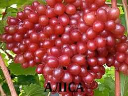 Черенки винограду кишмиш - VDALA.PRO