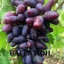 Черенки винограду кишмиш - VDALA.PRO - 2