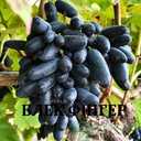 Черенки винограду кишмиш - VDALA.PRO - 3