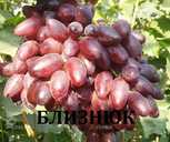 Черенки винограду кишмиш - VDALA.PRO - 4