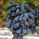 Черенки винограду кишмиш - VDALA.PRO - 5