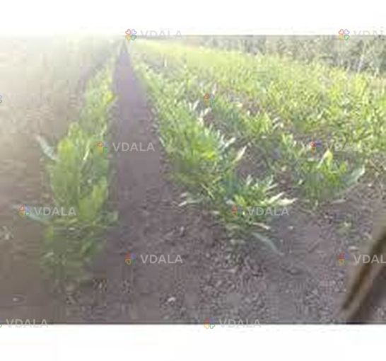 Саджанці карії(горіх пекан) - VDALA.PRO