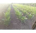 Саджанці карії(горіх пекан) - VDALA.PRO - 1