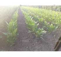 Саджанці карії(горіх пекан) - VDALA.PRO