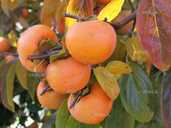 Черенки хурми для прививка і укорінення - VDALA.PRO - 1