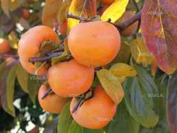 Черенки хурми для прививка і укорінення - VDALA.PRO