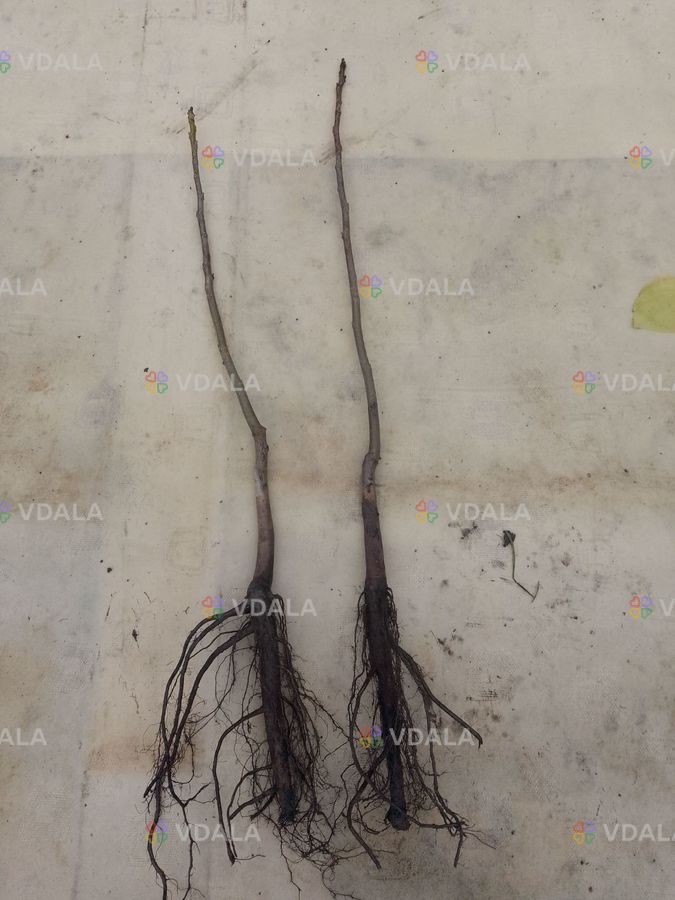 Куплю саджанці волського горіха Куплю саджанці волського горіха - VDALA.PRO