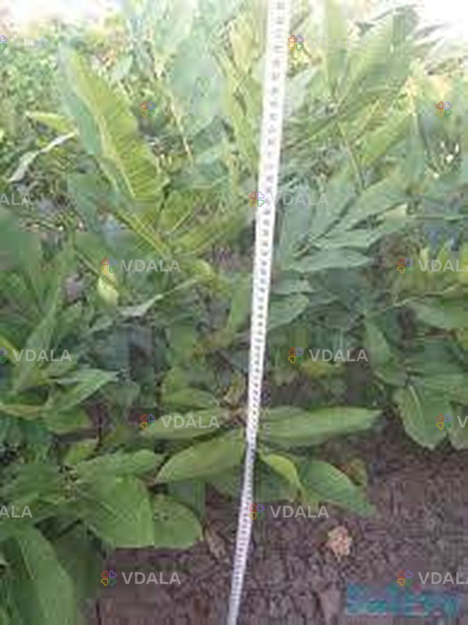 Щеплені саджанці горіха пекан та живці для прививки Щеплені саджанці горіха пекан та живці для прививки - VDALA.PRO