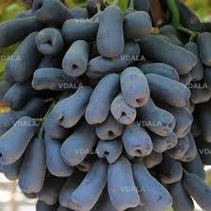 Сортові живці винограда для вкоріненя Сортові живці винограда для вкоріненя - VDALA.PRO