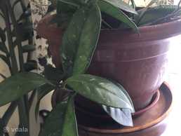 Хойа - VDALA.PRO