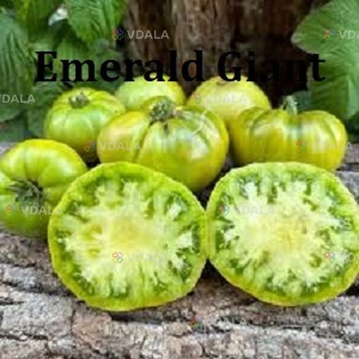 Насіння найкращіх сортів томатів-гномів - VDALA.PRO