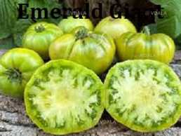 Насіння найкращіх сортів томатів-гномів - VDALA.PRO