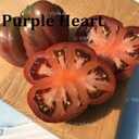 Насіння найкращіх сортів томатів-гномів - VDALA.PRO - 5