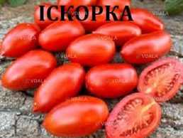 Насііння ультраранніх сортів томатів - VDALA.PRO