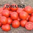 Насііння ультраранніх сортів томатів - VDALA.PRO - 2