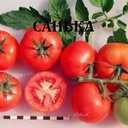 Насііння ультраранніх сортів томатів - VDALA.PRO - 3