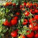 Насііння ультраранніх сортів томатів - VDALA.PRO - 5