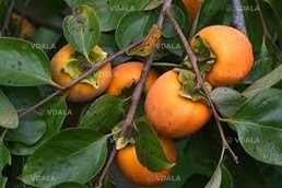 Хурма,черенки для щеплення - VDALA.PRO