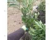 Саджанці каштану європейського,їстівний - VDALA.PRO - 1