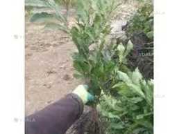 Саджанці каштану європейського,їстівний - VDALA.PRO