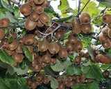 Ківі актінідія,черенки для вкорінення - VDALA.PRO - 1