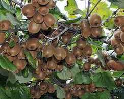 Ківі актінідія,черенки для вкорінення - VDALA.PRO