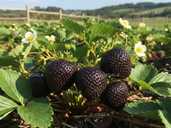 Чорноплодна полуниця Мавр,розсада - VDALA.PRO - 1