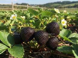 Чорноплодна полуниця Мавр,розсада - VDALA.PRO