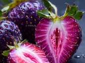 Полуниця Пурпурове диво,розсада - VDALA.PRO - 1