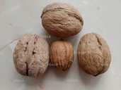 Волоський горіх сорту Гігант,саджанці та живці Волоський горіх сорту Гігант,саджанці та живці - VDALA.PRO - 1