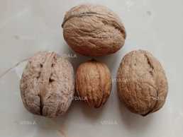 Волоський горіх сорту Гігант,саджанці та живці - VDALA.PRO